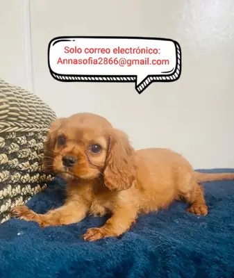 11周大的骑士查尔斯王小猎犬幼犬