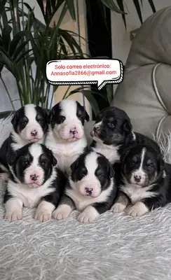Cachorros de pastor australiano de 4 semanas para adopción