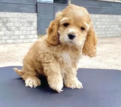 Cocker Spaniel puppy waiting for a loving family 