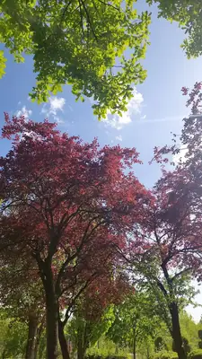 Altınpark (Pet Friendly) – Aydınlıkevler