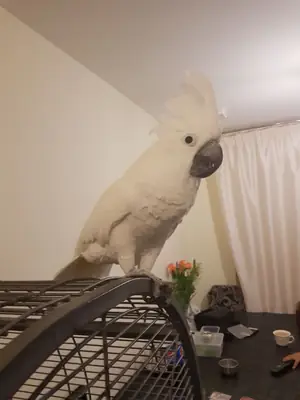Hermosas cacatúas blancas (Cacatua alba) criadas en casa disponibles para adopción