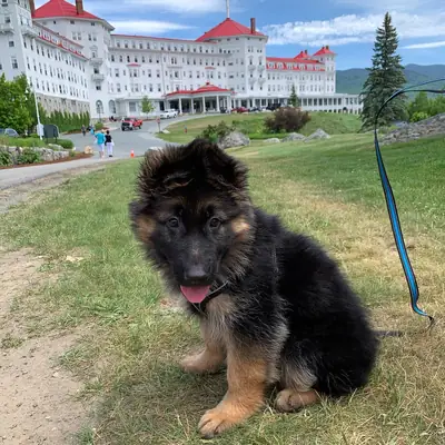 Satılık güzel Alman çoban köpekleri