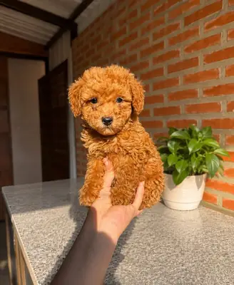 Bugün bir Poodle sahiplenin!