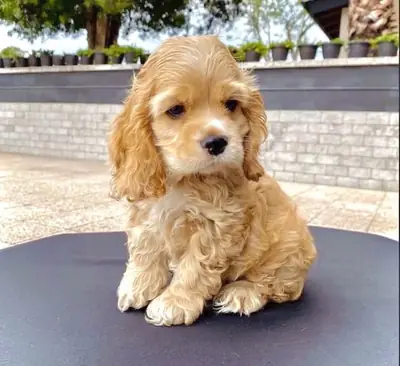 可爱的可卡犬