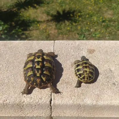 Tortoises for sale at a good price