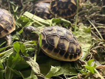 young tortoises for sale