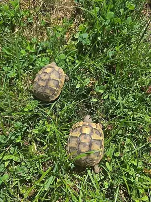 pretty baby testudo hermanni