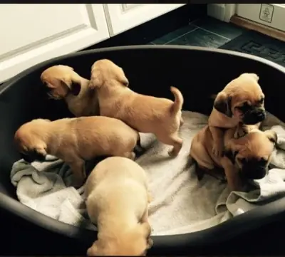 Puggle Pups 