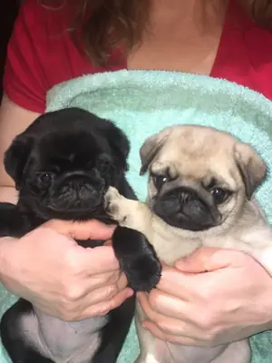 Kc Registered Pde Clear Pug Puppies 