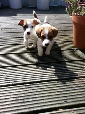Purebred minature pedigree jack Russell puppies