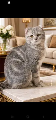We are looking for a mate for Miss Minnoş.