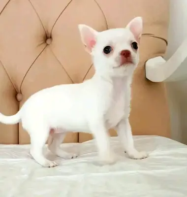 Müüa chihuahua kutsikad.