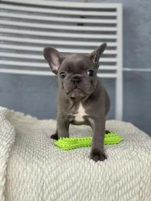 出售法国斗牛犬小狗。