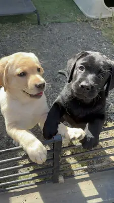 Labrador puppies for sale