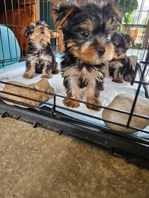 Yorkies puppies 10 weeks old