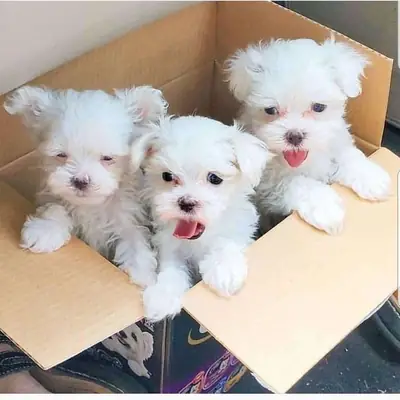 年轻的马尔济斯犬幼犬