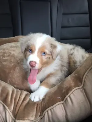 Güzel avustralya çoban köpeği yavruları satılık