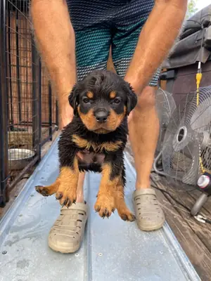 纯种罗威纳幼犬