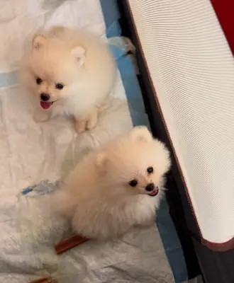 ToyPom puppies