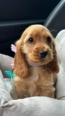 Puppies Cocker Spaniel for sale