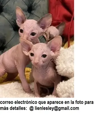 蓝眼睛的斯芬克斯小猫。通过电子邮件联系：lienlesley(at)gmail.com