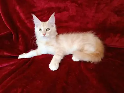 Se busca hogar para dos gatas (madre e hija),