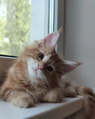 Les deux chattes sont en parfait état de santé