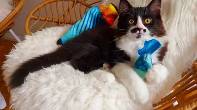 有血统的拉格多猫天使幼崽