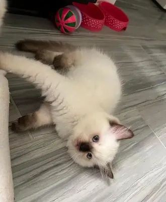 Los gatitos recibirán: