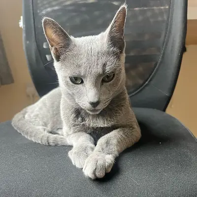 我们的猫咪接种了第一针疫苗并进行了微芯片植入