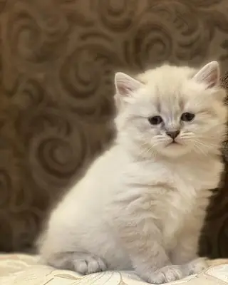 卢卡斯，雄性西伯利亚混血猫