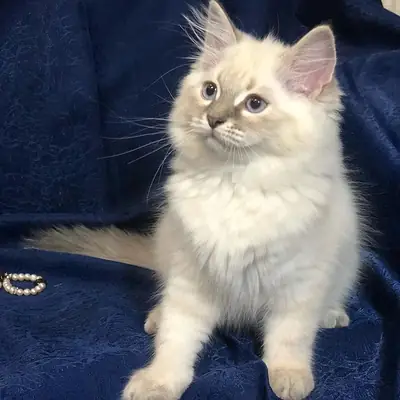 Lukas es un gato grande, seguro de sí mismo, sociable