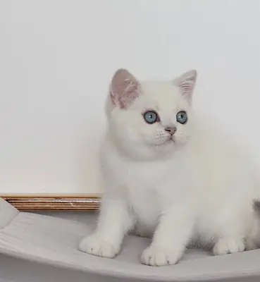 Nuestros gatitos British Shorthair son una de esas almas.