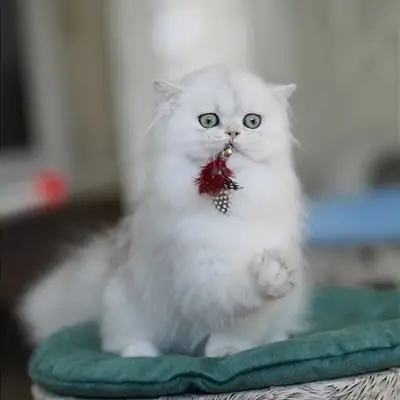 Gatitos British Shorthair de raza pura con pedigrí.