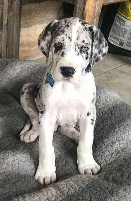Jolis chiots Dogue Allemand à la recherche de familles aimantes