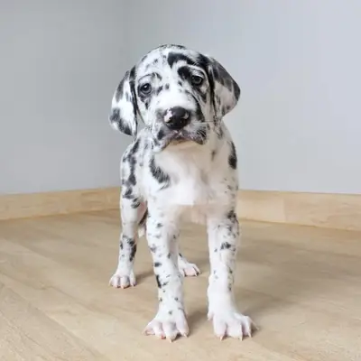 Chiots Géants Gentils Cherchent Leur Foyer Pour Toujours