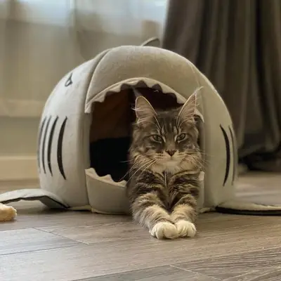 纯种缅因猫小猫