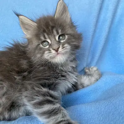 我们有3只可爱的猫咪可供出售：2只公猫和1只母猫。