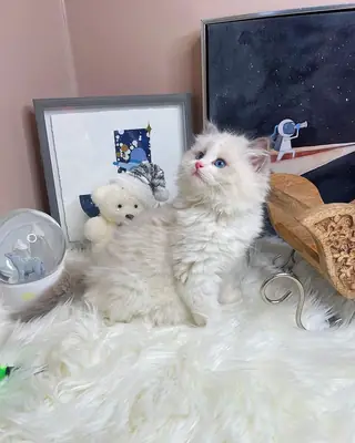 Keşfetmek için özgürler. Yeterince yaşa ulaştıklarında