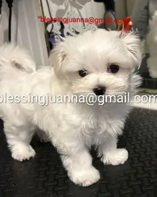 优雅的马尔济斯小狗 - 准备好迎接他们的新家庭