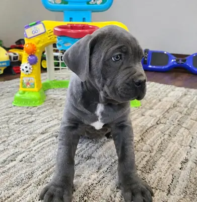 Adorable Cane Corso for Rehoming 