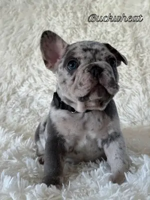Tatlı Fransız Bulldog Yavruları İyi Bir Ev Arıyor mackenziemariem99 @ gmail .com
