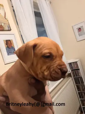 Mastiff Puppy