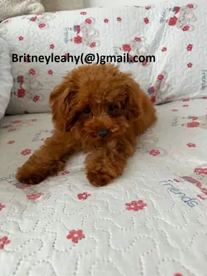 Dachshund puppy
