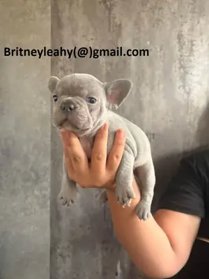 French bulldog puppy