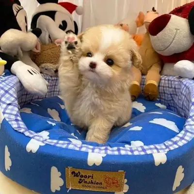 Cachorros Maltipoo, machos y hembras, limpios.