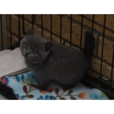 Magníficos gatitos y gatitas British Shorthair