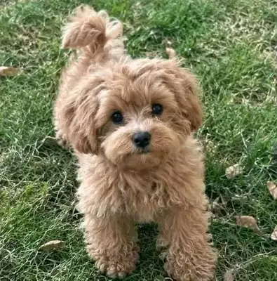 有人想要这些小家伙吗？