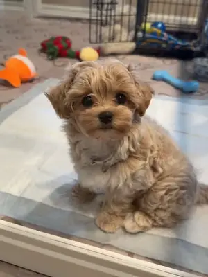 🐶❤️ 可爱的马尔提普犬幼犬可供出售