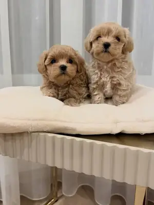 ❤️🐶 Sorumlu evlat edinme bir Maltipoo'ya verebilir